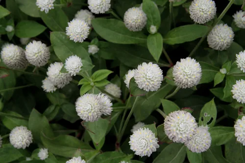 gomphrena globosa l with white flower colours